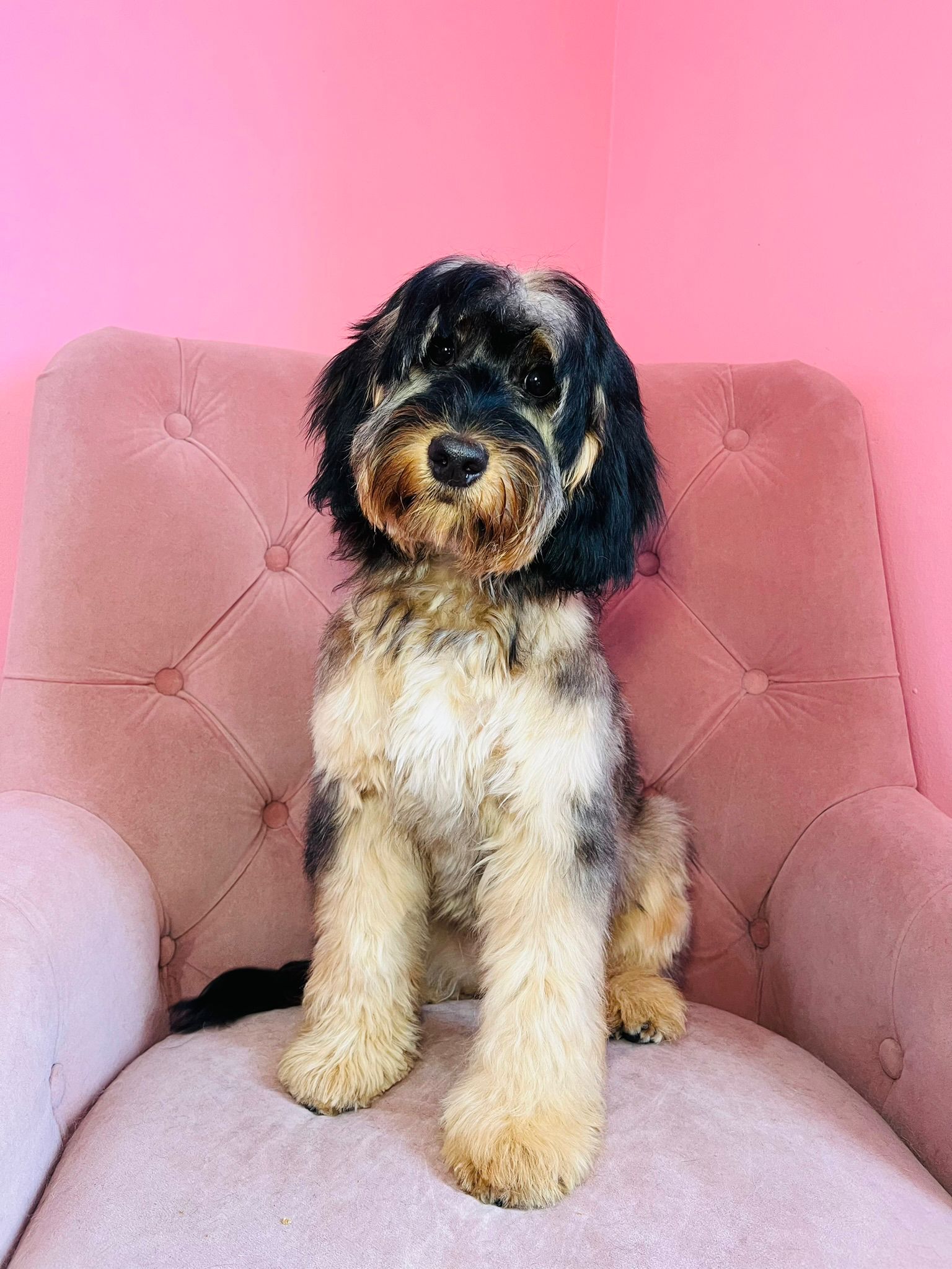 Recent groom at Sam's Scrub Club, Liverpool